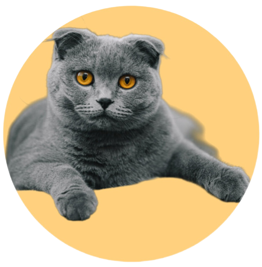 خرید غذای گربه از پت شاپ آنلاین یانا