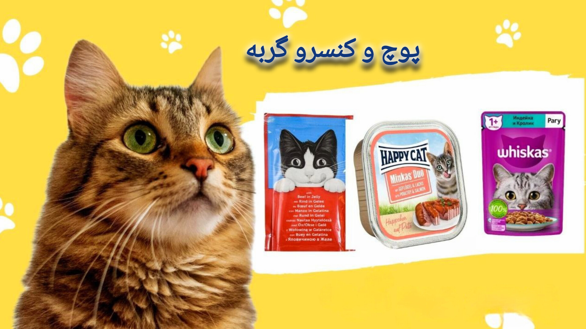 پوچ و ووم گربه