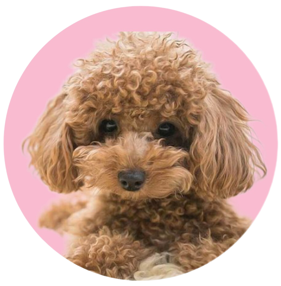 خرید غذای سگ از پت شاپ آنلاین یانا