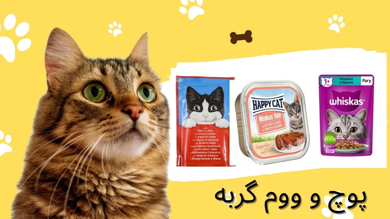 پوچ و ووم گربه
