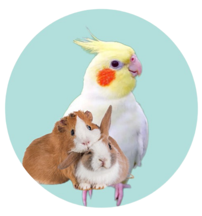 خرید غذای پرندگان و جوندگان از پت شاپ آنلاین یانا