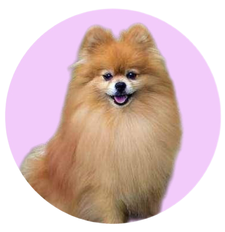 خرید غذای سگ از پت شاپ آنلاین یانا