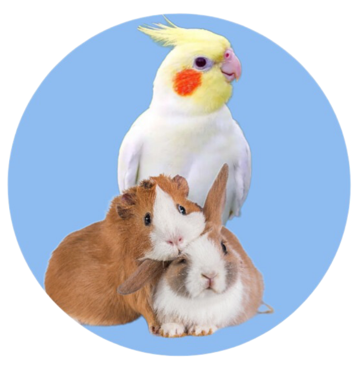 خرید غذای پرندگان و جوندگان از پت شاپ آنلاین یانا