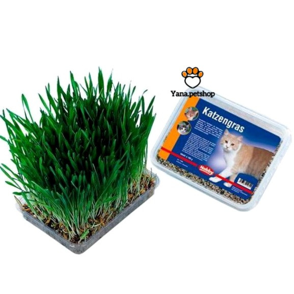 خرید بذر علف گربه نوبی آلمان ارسال فوری